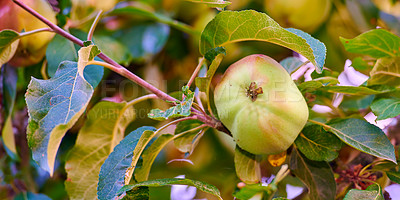 Buy stock photo Fresh apples in natural setting