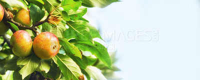 Buy stock photo Fresh apples in natural setting