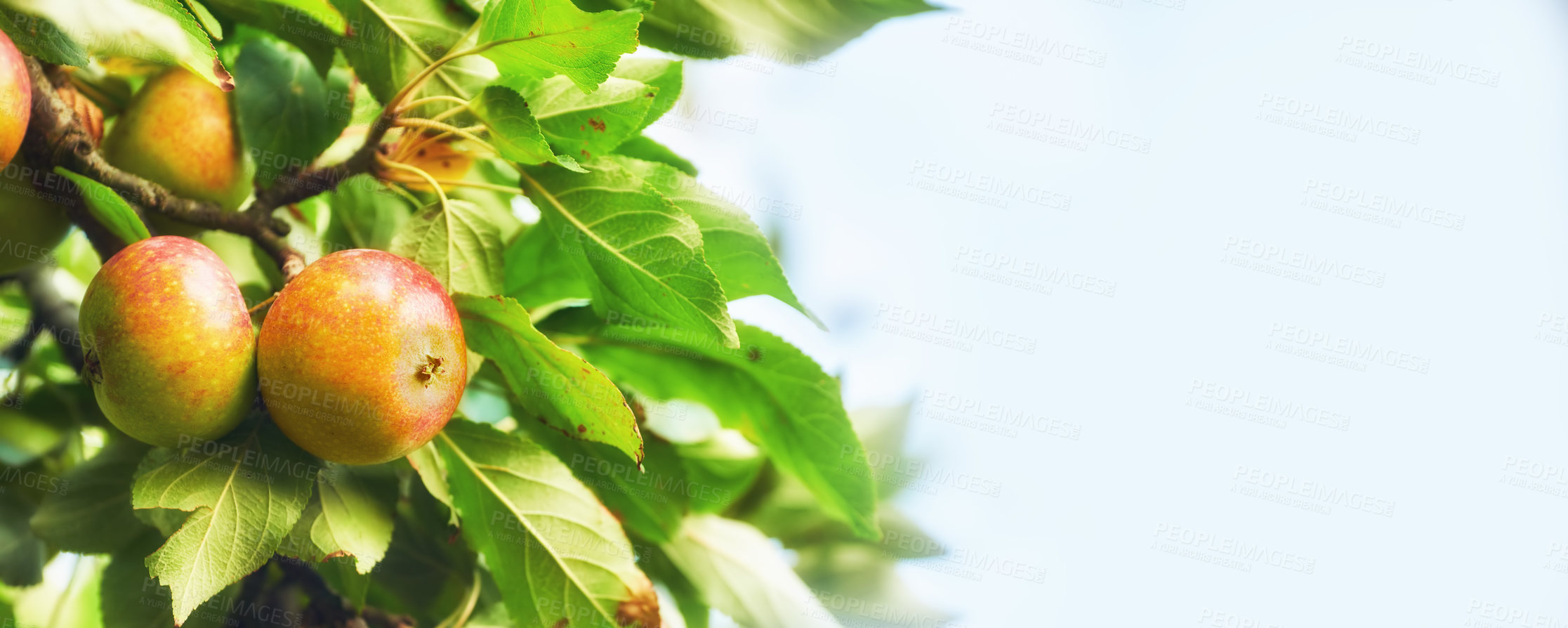 Buy stock photo Fresh apples in natural setting