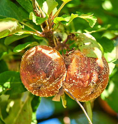 Buy stock photo Fresh apples in natural setting