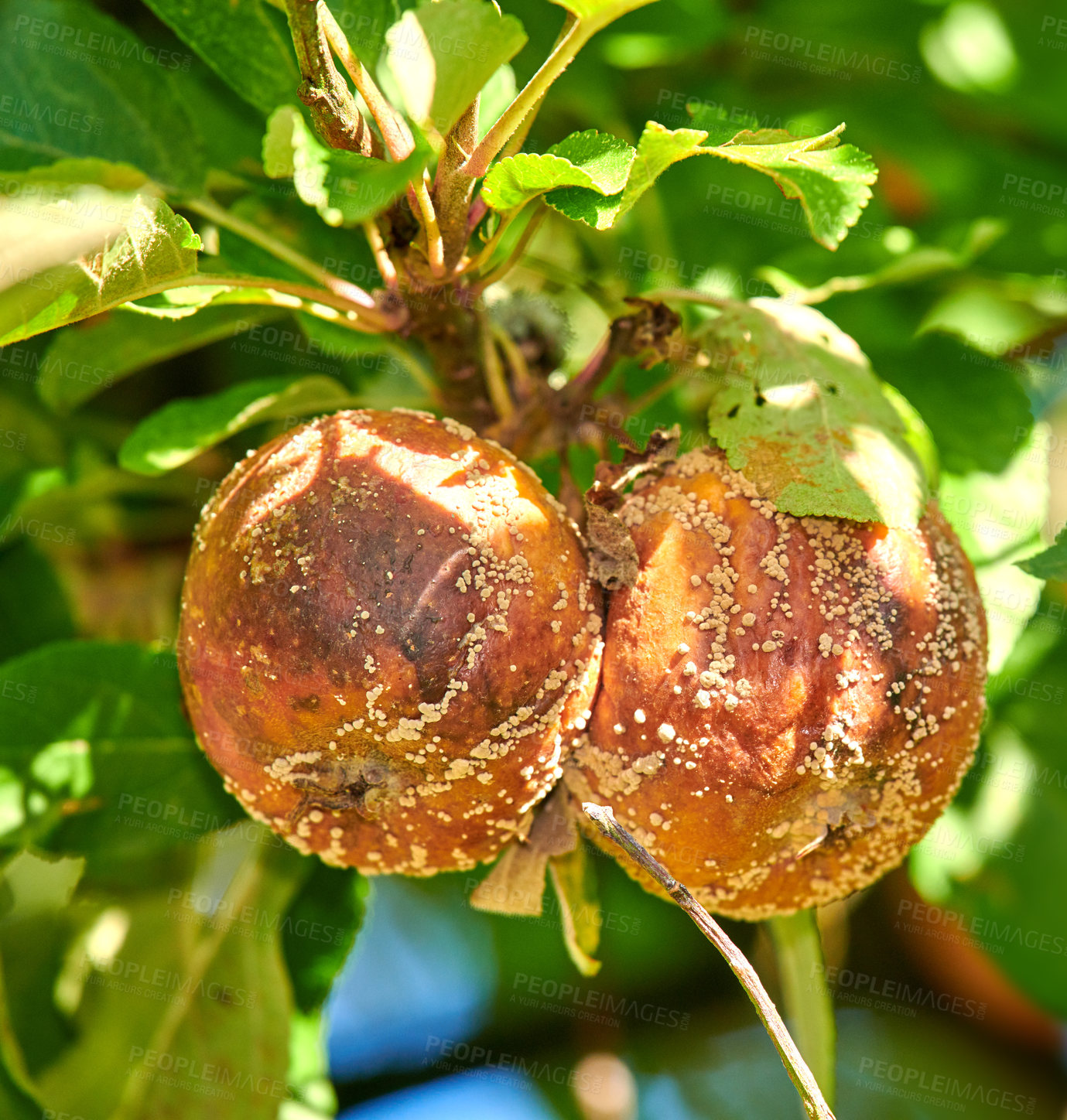 Buy stock photo Fresh apples in natural setting