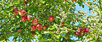 Fresh apples 