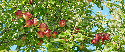 Buy stock photo Fresh apples in natural setting