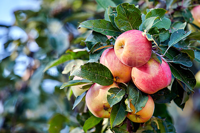 Buy stock photo A photo of tasty and beautiful applesFresh apples in natural setting