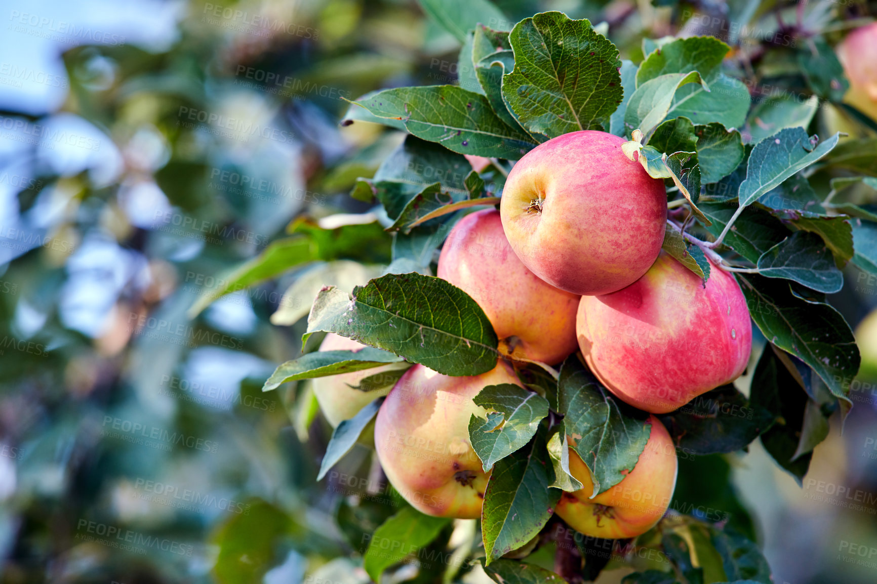 Buy stock photo A photo of tasty and beautiful applesFresh apples in natural setting