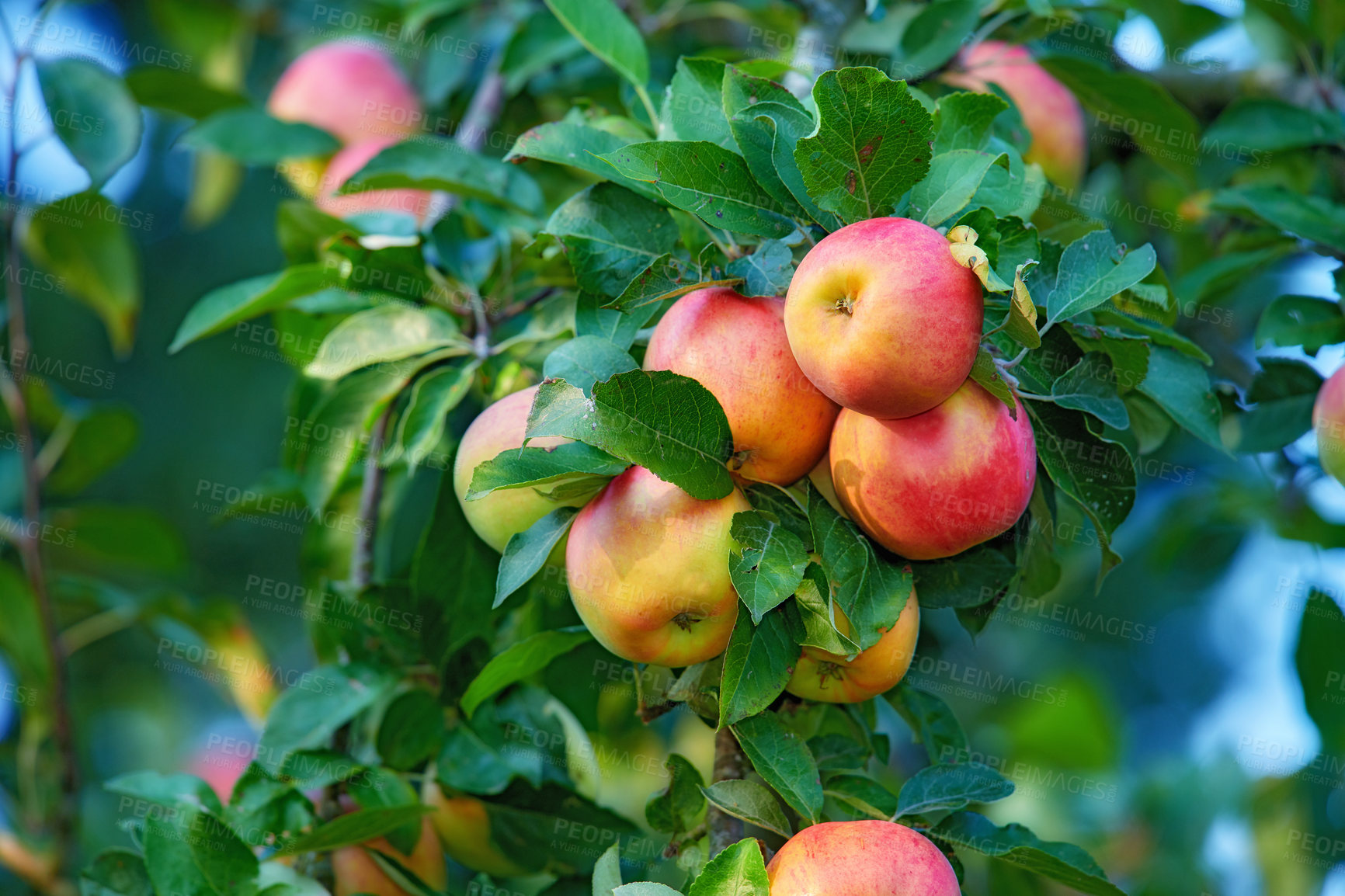 Buy stock photo Fresh apples in natural setting