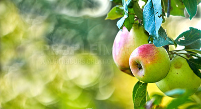 Buy stock photo Fresh apples in natural setting