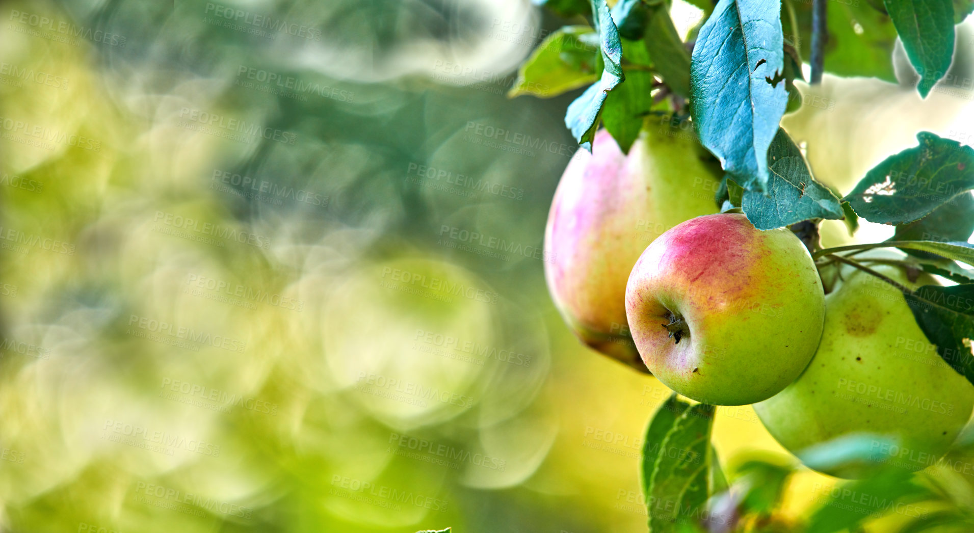 Buy stock photo Fresh apples in natural setting