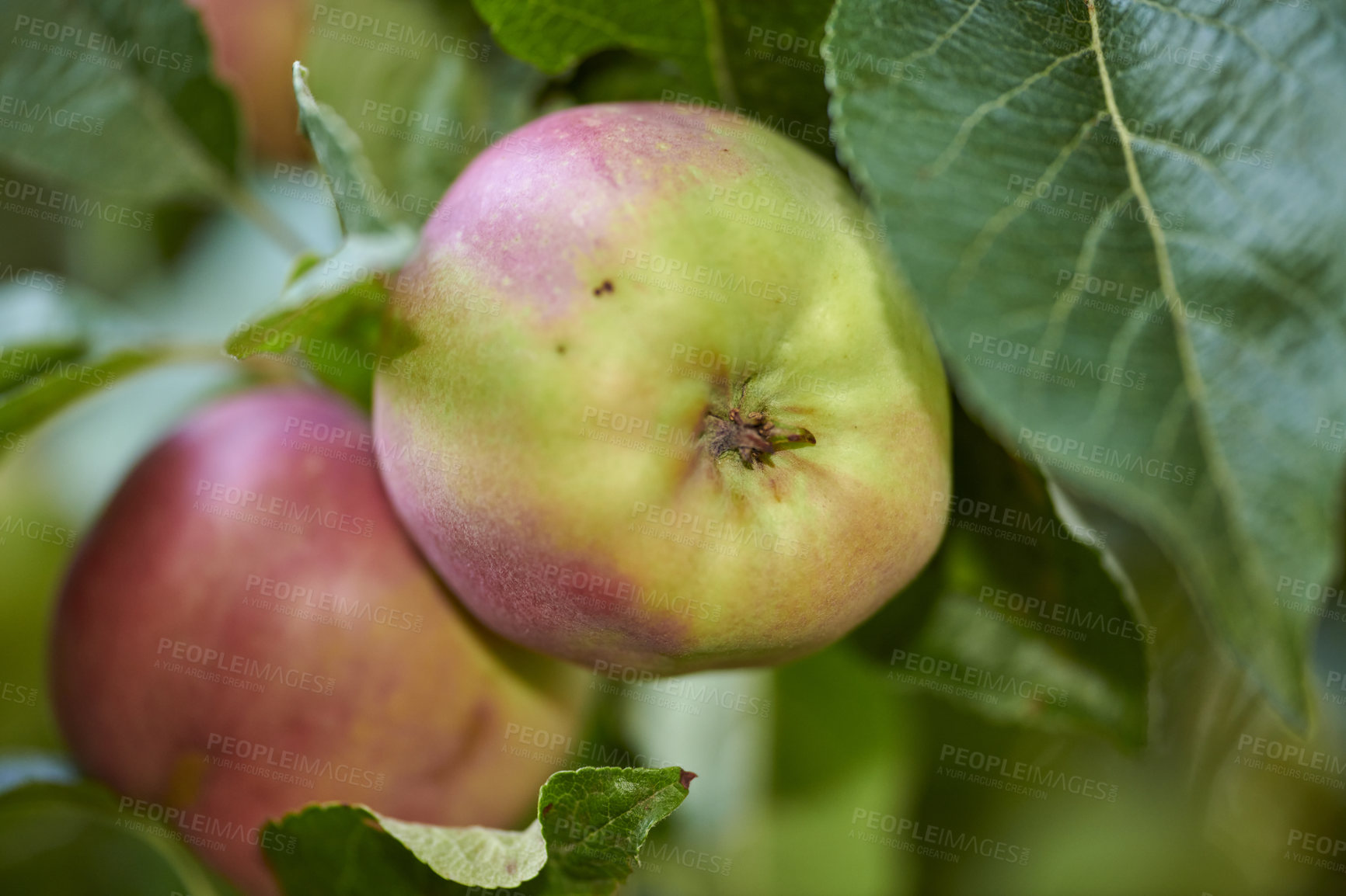 Buy stock photo Fresh apples in natural setting