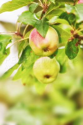 Buy stock photo Fresh apples in natural setting