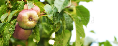 Buy stock photo Apple-picking has never looked so enticing -  a really healthy and tempting treat.