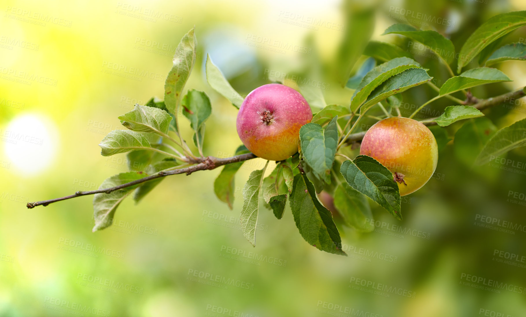 Buy stock photo Fresh apples in natural setting