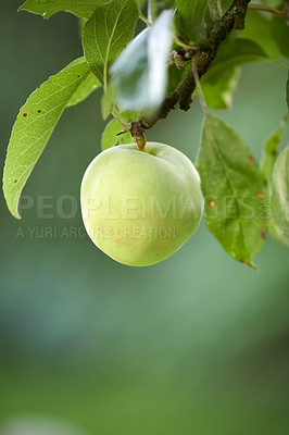 Buy stock photo Fresh apples in natural setting