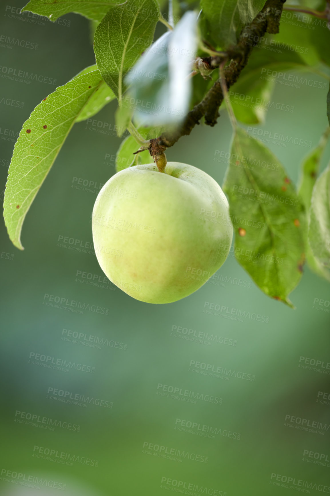 Buy stock photo Fresh apples in natural setting