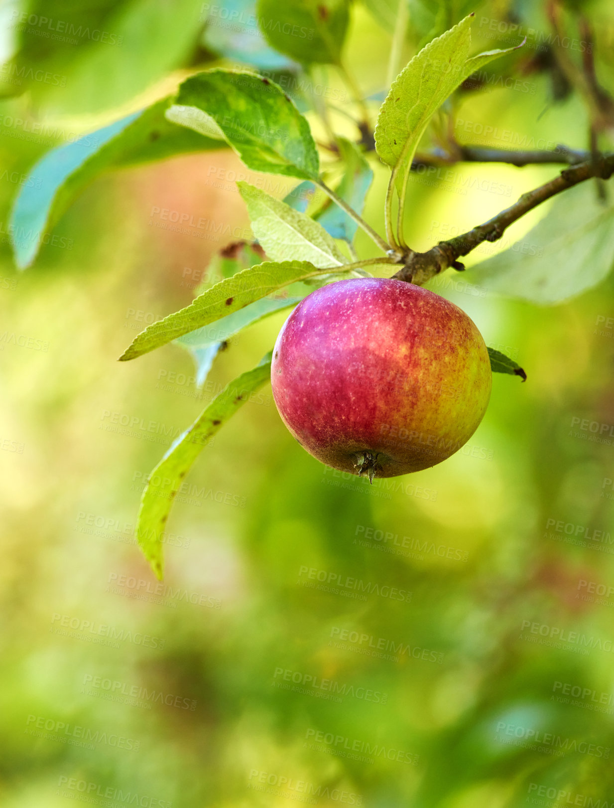 Buy stock photo Fresh apples in natural setting