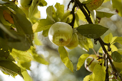 Buy stock photo Apple-picking has never looked so enticing -  a really healthy and tempting treat.