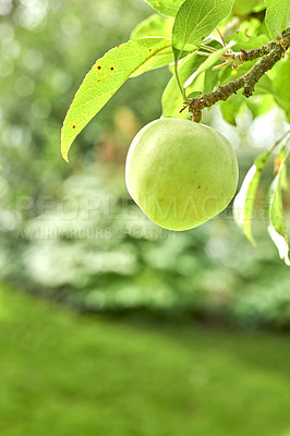 Buy stock photo Fresh apples in natural setting