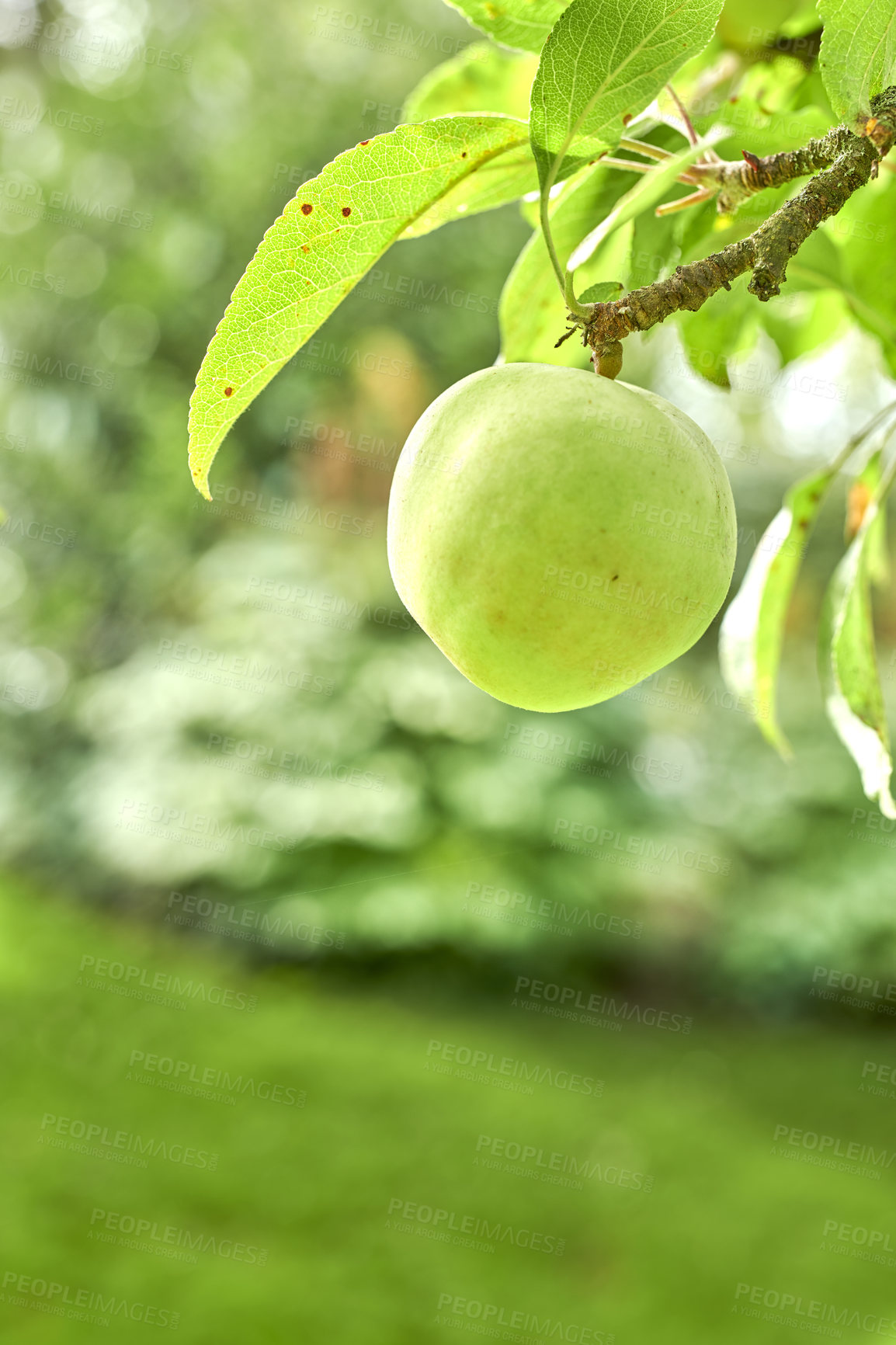 Buy stock photo Fresh apples in natural setting