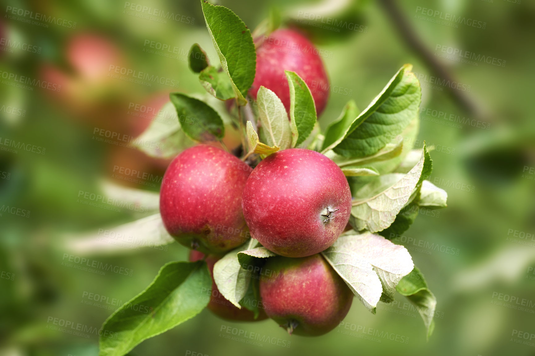 Buy stock photo Fresh apples in natural setting