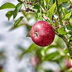 An apple per day keeps the doctor away