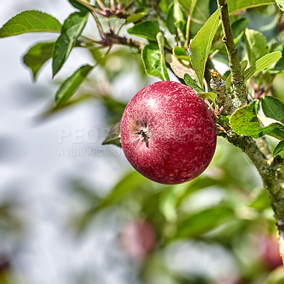 Buy stock photo Apple-picking has never looked so enticing -  a really healthy and tempting treat.