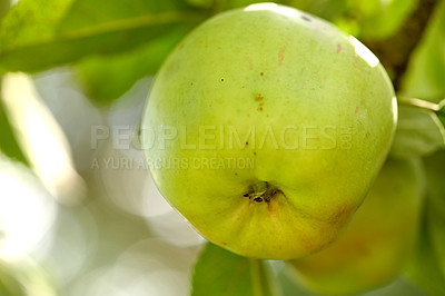 Buy stock photo Fresh apples in natural setting