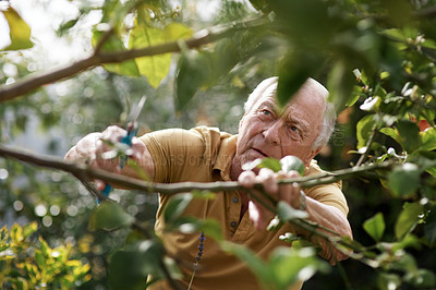 Buy stock photo Shot of an elderly man trimming  plants on his backyard