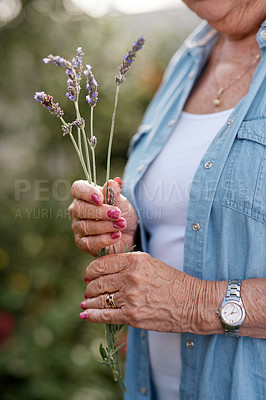 Buy stock photo Shot of an elderly unrecognizable woman with a handful of lavender in her backyard