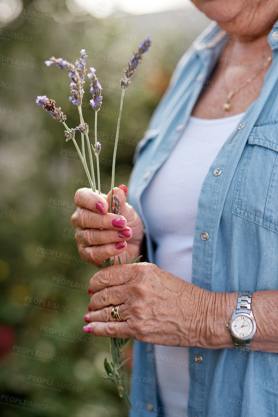Buy stock photo Shot of an elderly unrecognizable woman with a handful of lavender in her backyard