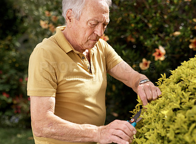 Buy stock photo Shot of an elderly man trimming his plants in his backyard