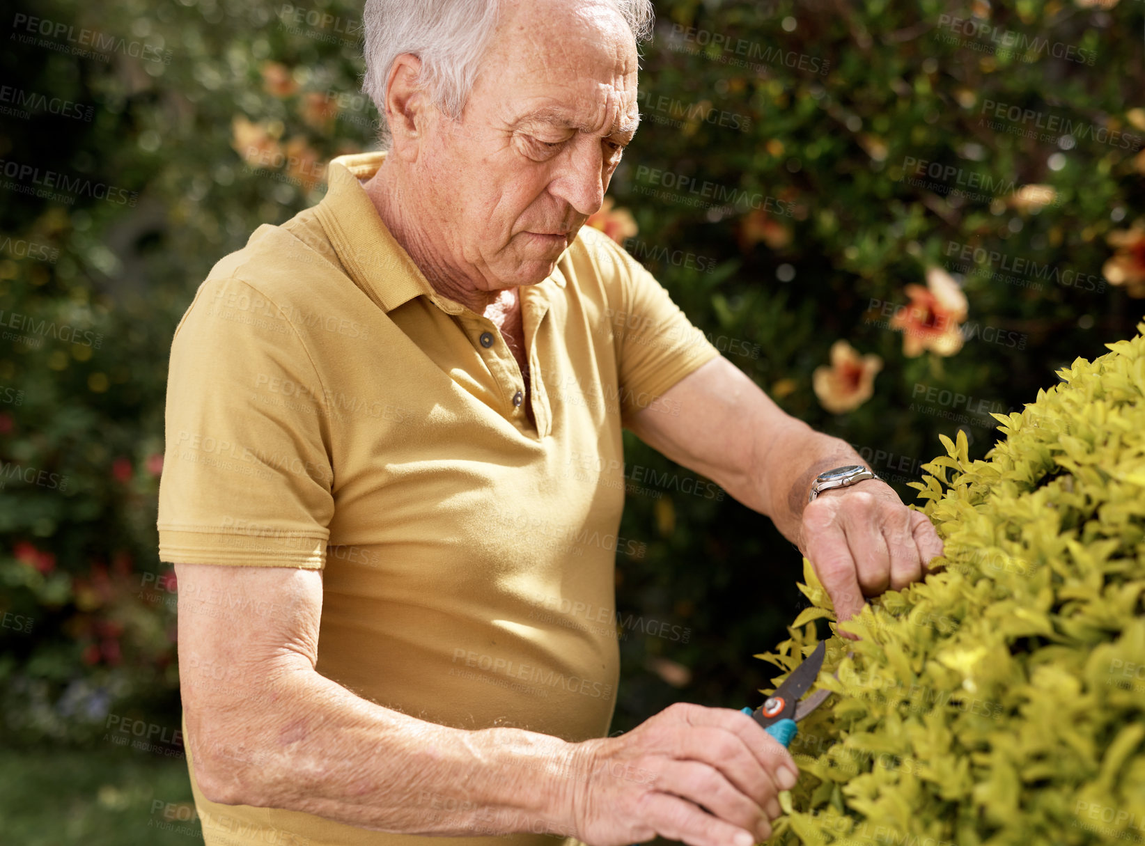 Buy stock photo Shot of an elderly man trimming his plants in his backyard