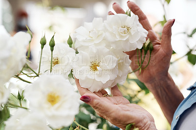 Buy stock photo Cropped shot of an unrecognizable elderly woman touching a white garden rose outside