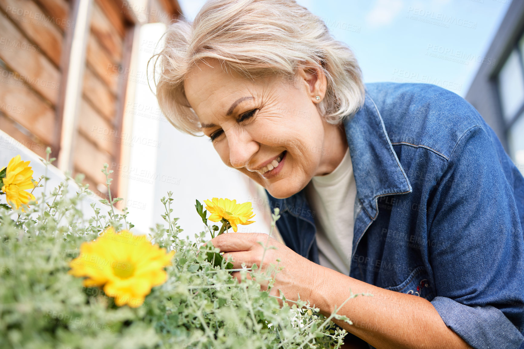 Buy stock photo Happy and mature woman smelling flowers and gardening in nature for eco friendly hobby in retirement. Senior, female person and smile with plant in backyard for sustainable agriculture and wellness