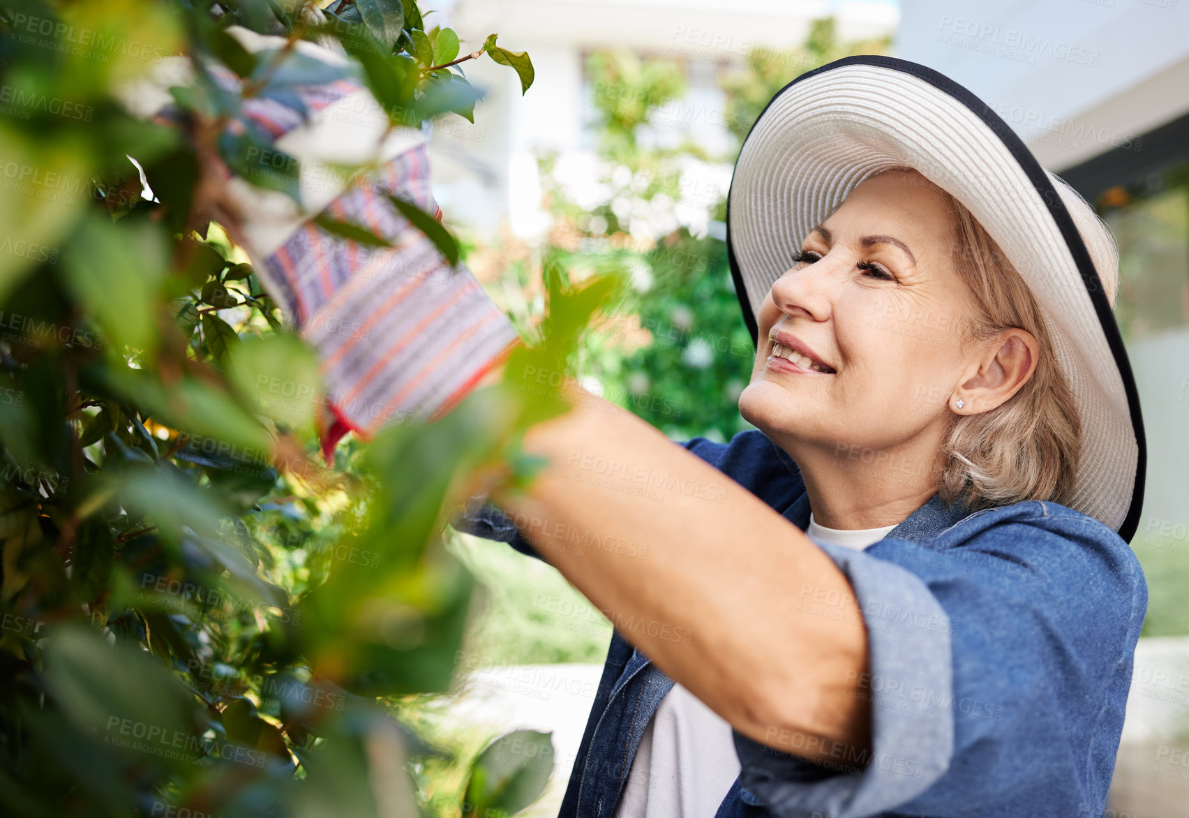 Buy stock photo Happy and mature woman gardening and leaf inspection in nature for eco friendly retirement hobby. Senior, female person and smile with plant checkup in backyard for growth and sustainable agriculture