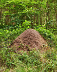 Huge anthill in a pine forest