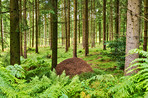 Huge anthill in a pine forest