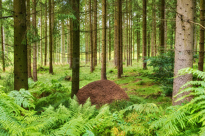 Buy stock photo Huge anthill in pine forest, Denmark