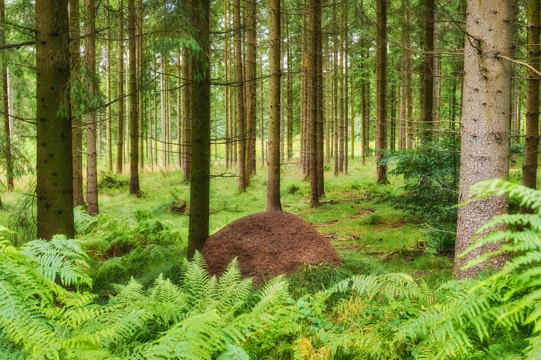 Buy stock photo Huge anthill in pine forest, Denmark