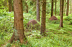 Huge anthill in a pine forest