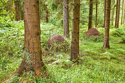 Buy stock photo Huge anthill in pine forest, Denmark