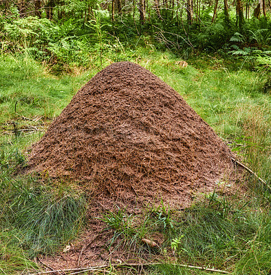 Buy stock photo Huge anthill in pine forest, Denmark