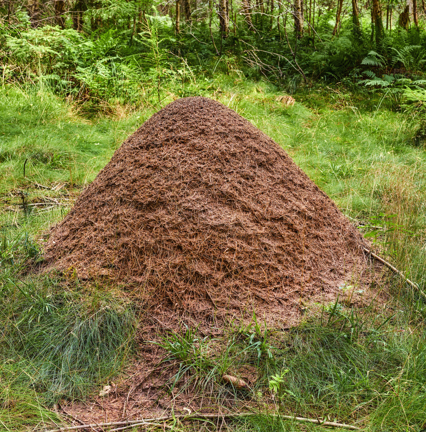 Buy stock photo Huge anthill in pine forest, Denmark