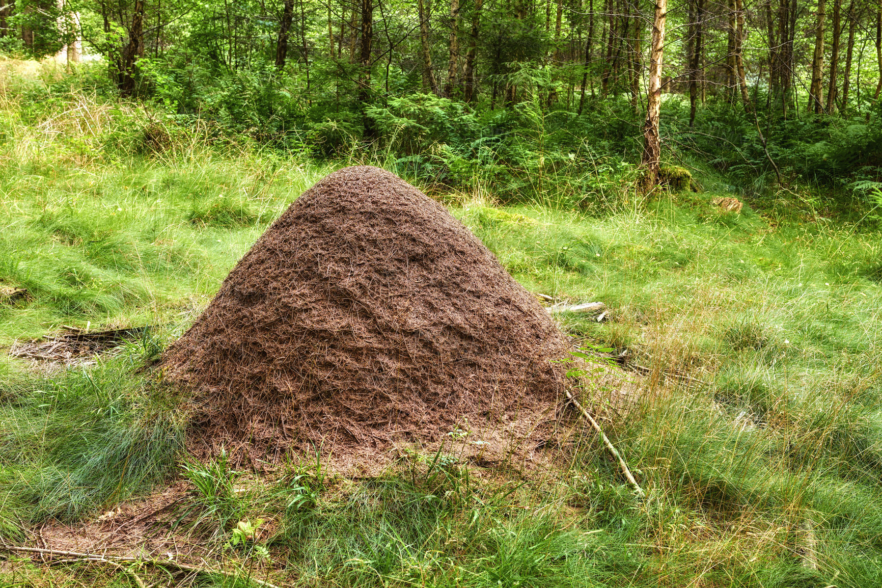 Buy stock photo Huge anthill in pine forest, Denmark