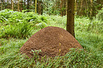 Huge anthill in a pine forest