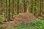 Huge anthill in a pine forest