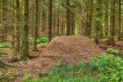 Buy stock photo Huge anthill in pine forest, Denmark