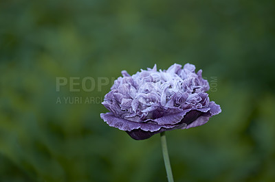 Buy stock photo One opium poppy purple flower growing in a garden against a blurred background. Closeup of beautiful papaver somniferum flowering plant blooming and blossoming outdoors in a remote nature environment