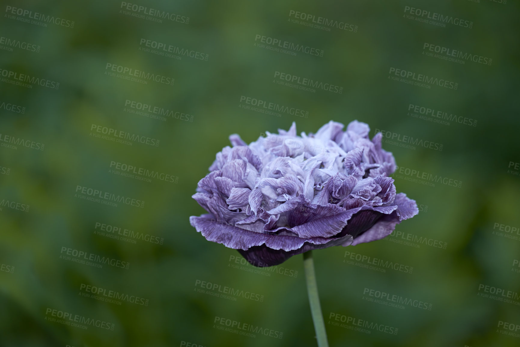 Buy stock photo One opium poppy purple flower growing in a garden against a blurred background. Closeup of beautiful papaver somniferum flowering plant blooming and blossoming outdoors in a remote nature environment