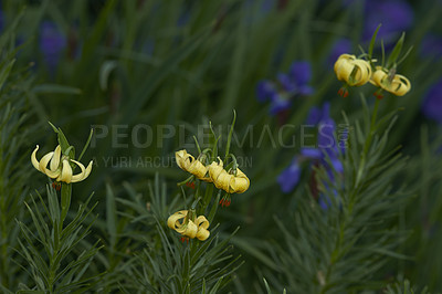 Buy stock photo A series of beautiful garden photos