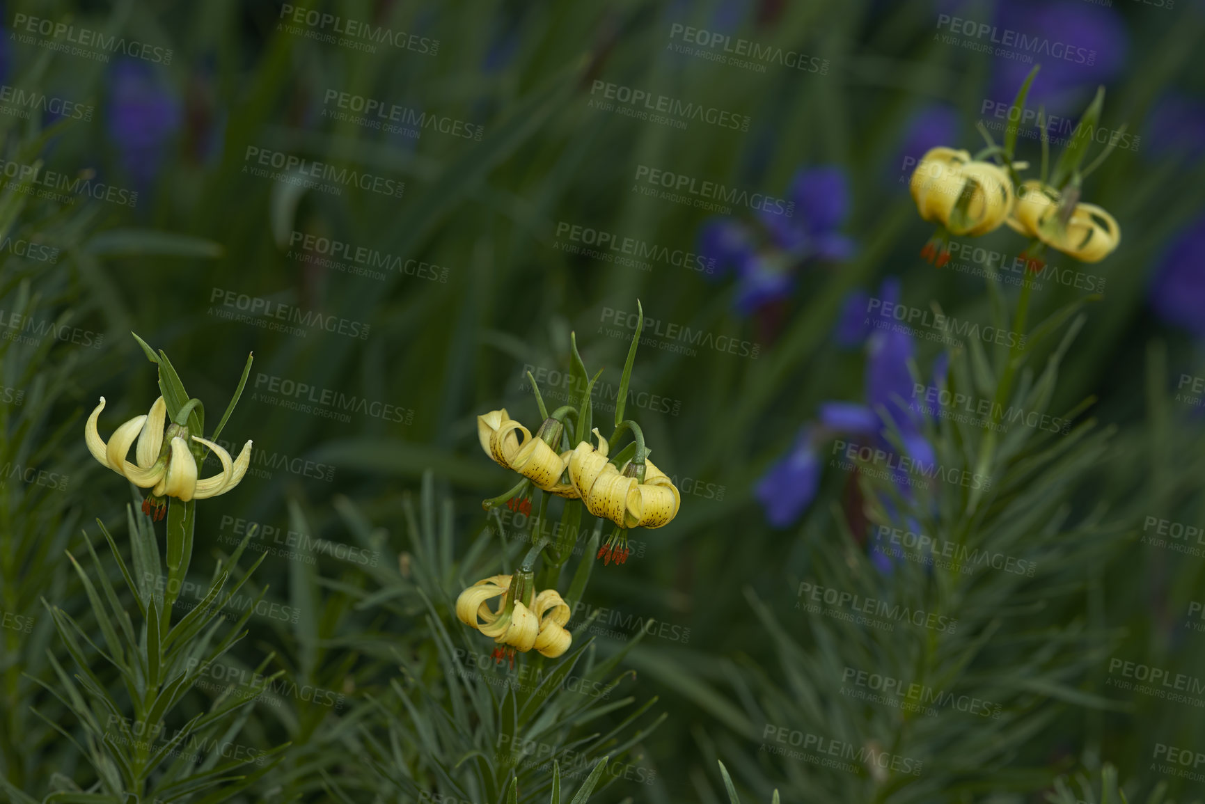 Buy stock photo A series of beautiful garden photos